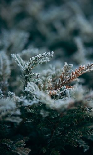 snow-7670491_1280
