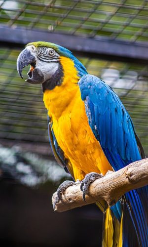 zoo-8378189_1280