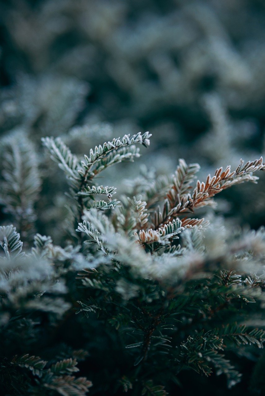 snow-7670491_1280